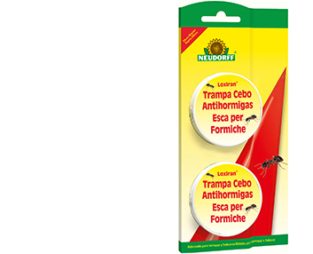 Una trampa cebo antihormigas ecológica
